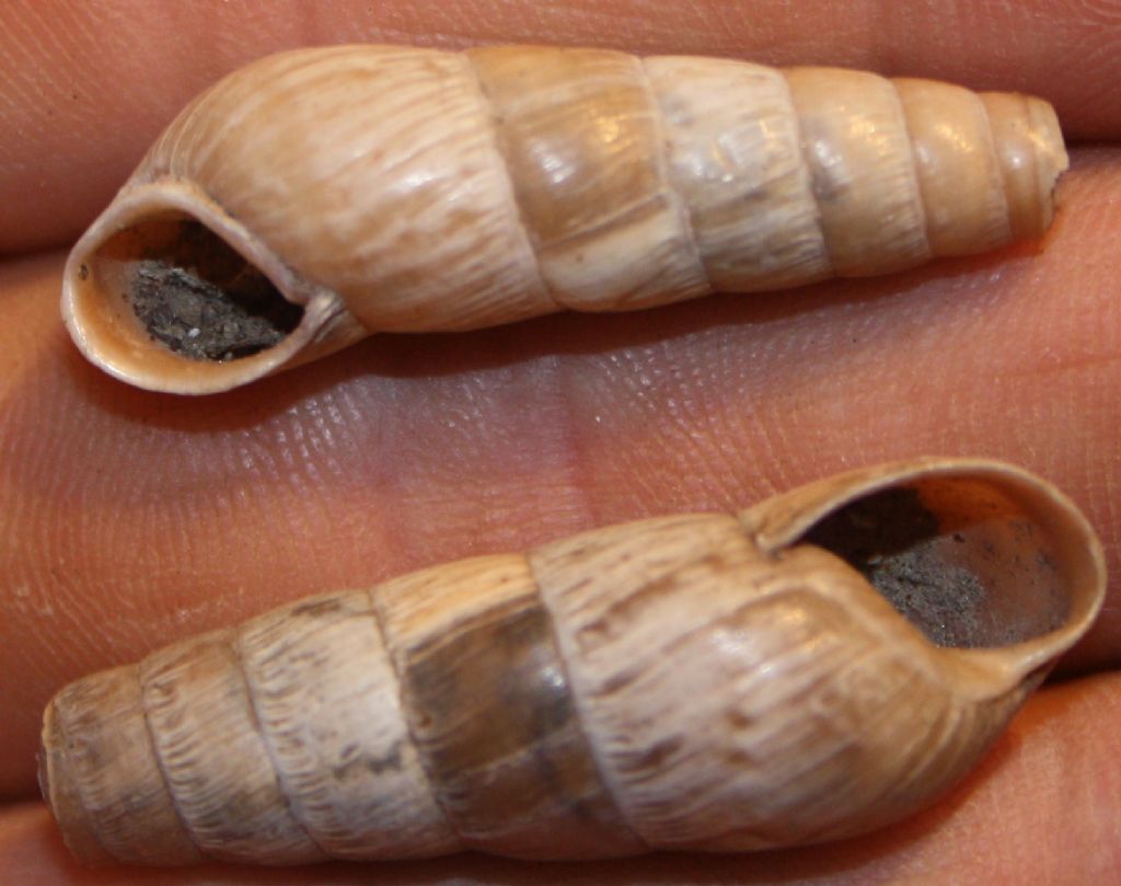 R. decollata o saharica?